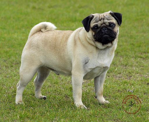 Pug 9R071D-164.JPG